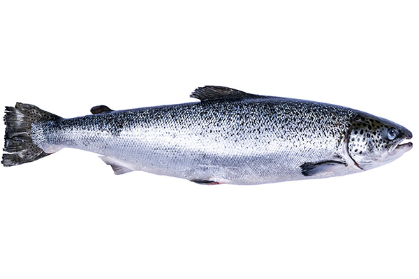 Lachs - Quality Seafood