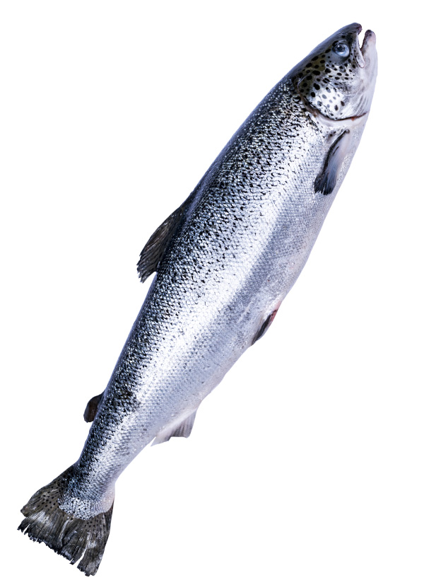 Lachs - Quality Seafood