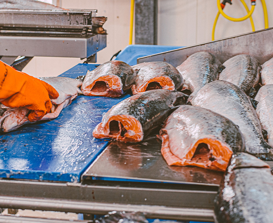 Zalm - Quality Seafood